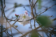 豊洲の十月桜03