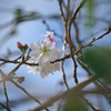 豊洲の十月桜03