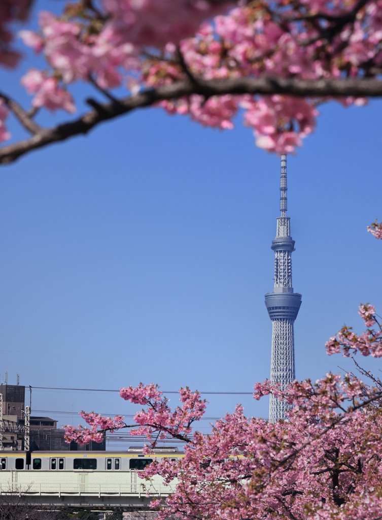 東京散策～旧中川の河津桜02