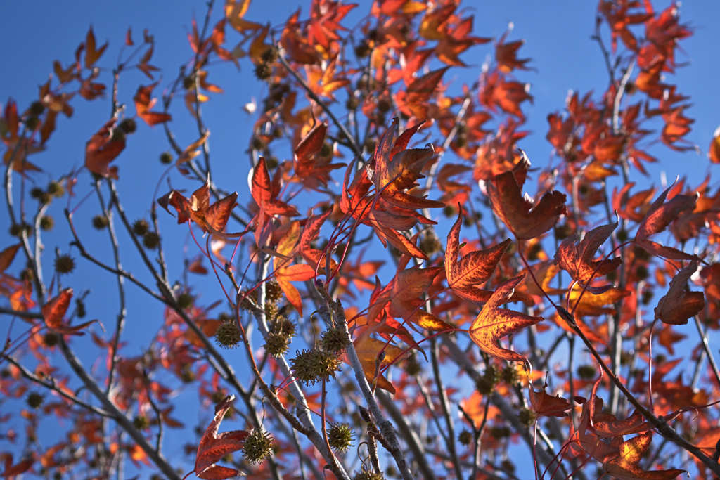 東京散策～江戸川区臨海町11