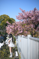 東京散策～大横川の河津桜2026_01