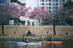 東京散策～旧中川の河津桜04