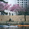 東京散策～旧中川の河津桜04