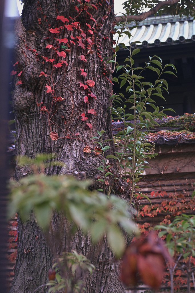 東京散策～文京区湯島31