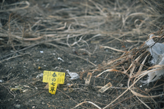 荒川・中川下流域散策38