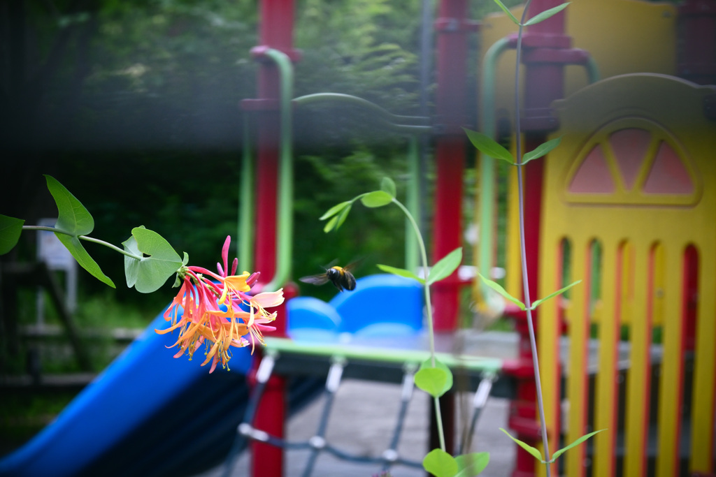 道･草花『ツキヌキニンドウ』