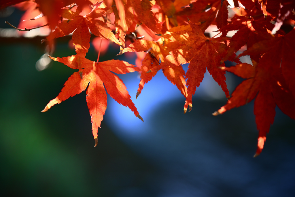 街の紅葉2024 10