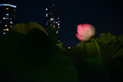 夜に揺らめく花