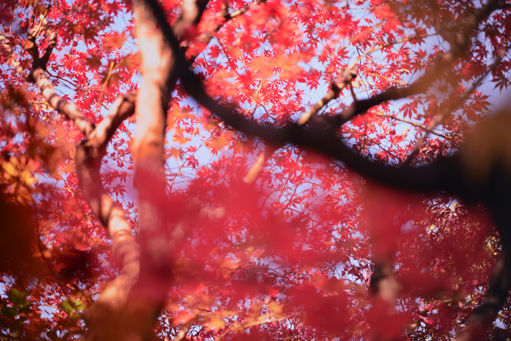 朧紅葉