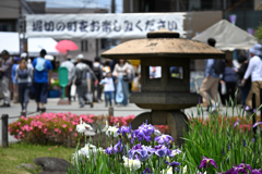東京散策～葛飾区堀切菖蒲園14