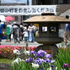 東京散策～葛飾区堀切菖蒲園14