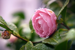 花見月の露椿