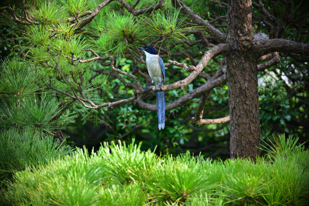 すまし顔のオナガ