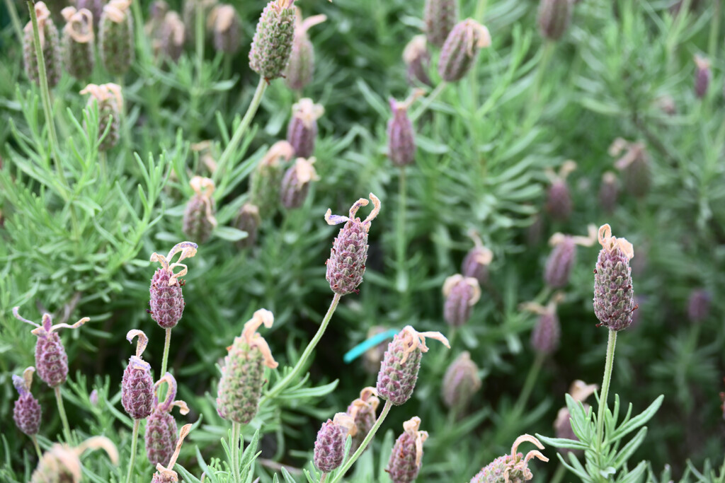 木場公園の植物01