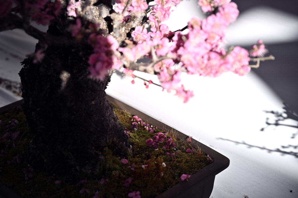 梅盆栽の花こぼれ