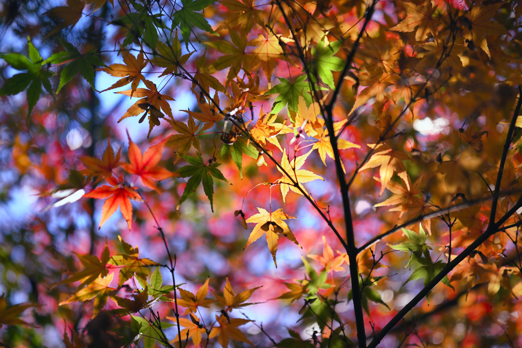 紅葉の色彩