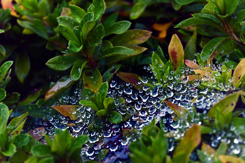 雨上がりの朝の瞬間02