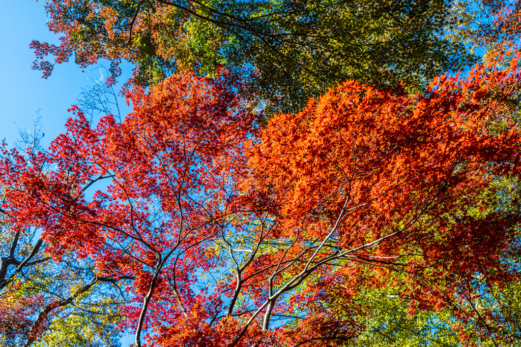 平林寺の紅葉　４