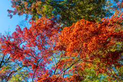 平林寺の紅葉　４