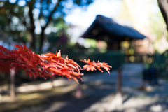 平林寺の紅葉　３