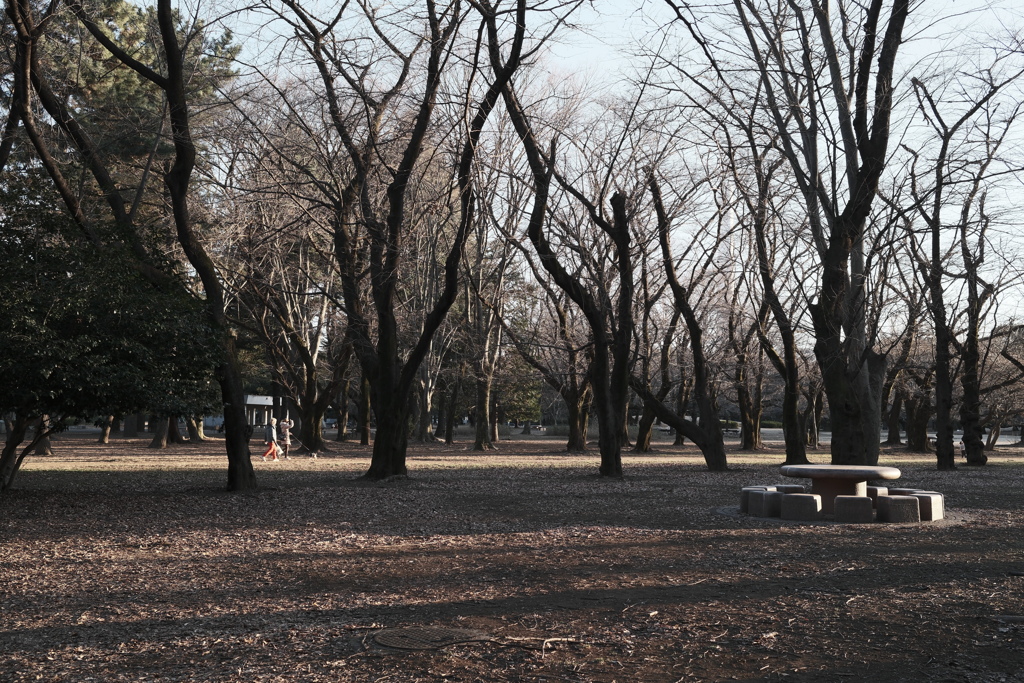 冬の公園　２