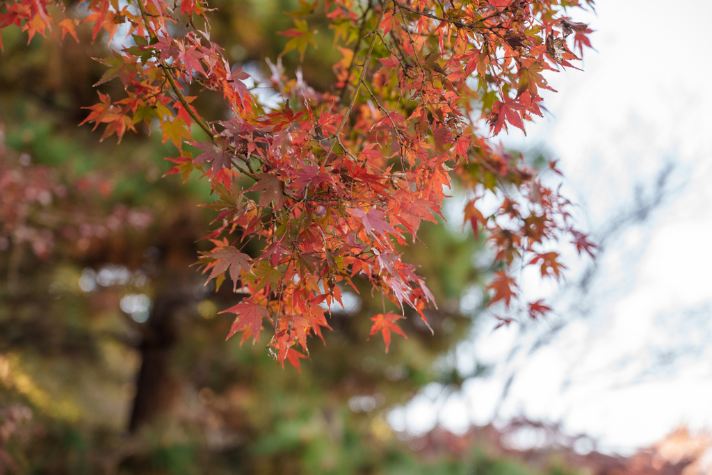 皇居の紅葉５