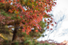 皇居の紅葉５