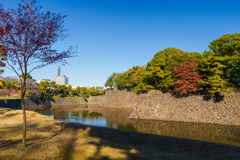 皇居の紅葉４
