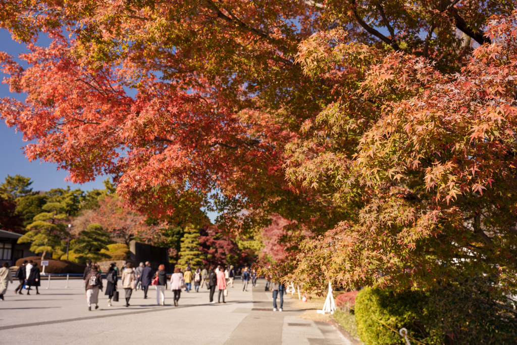 皇居の紅葉１