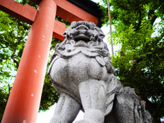 大宮氷川神社の狛犬