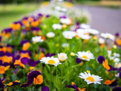 公園の花壇