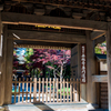 平林寺の紅葉　１