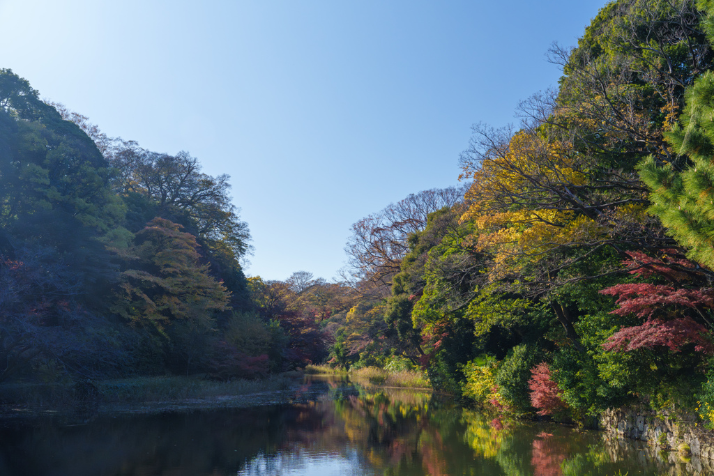 皇居の紅葉３