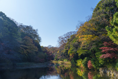 皇居の紅葉３