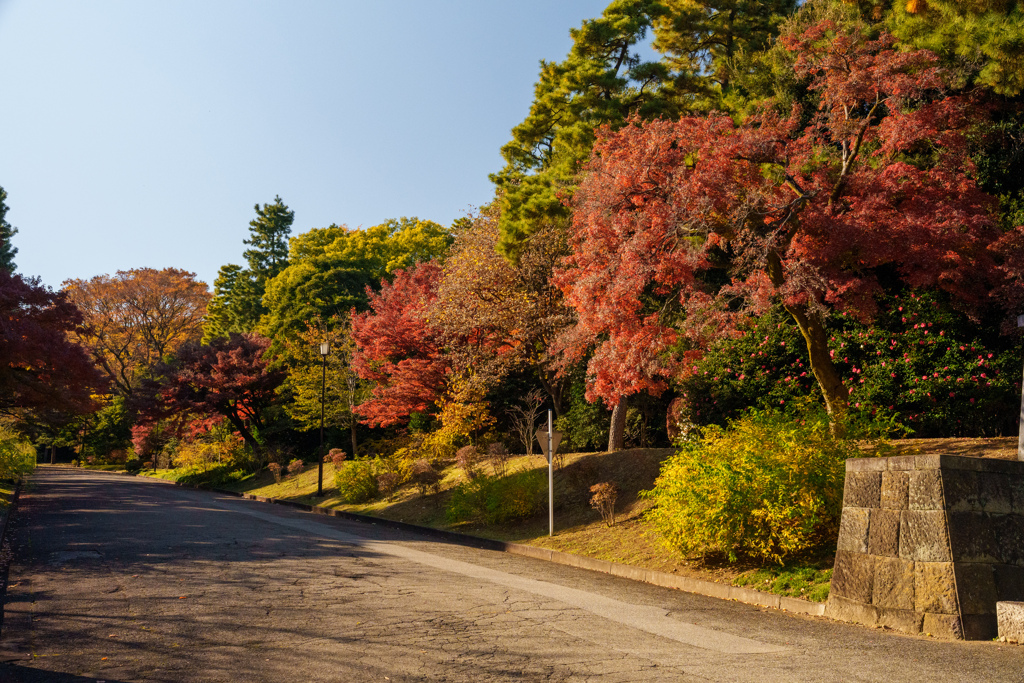 皇居の紅葉２