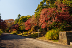 皇居の紅葉２