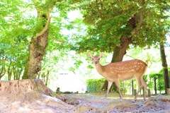 奈良公園の鹿さん