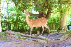 奈良公園の鹿さん