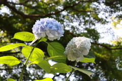 夏の紫陽花