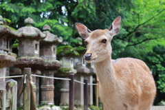 春日大社の前でお出迎え
