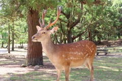 奈良公園の鹿さん