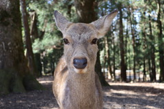 奈良公園の鹿さん