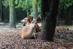 奈良公園の鹿さん