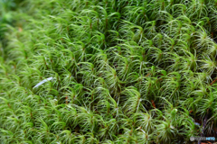 ナミシッポゴケのようです。