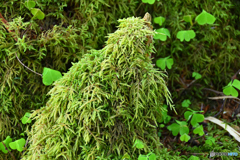 タチハイゴケ？のオブジェ