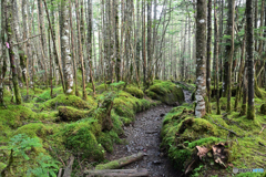 苔むす登山道を行く