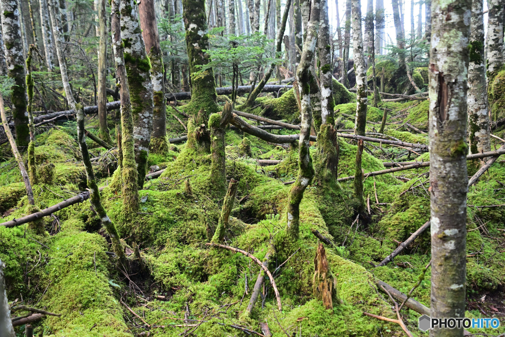 苔むす登山道沿いの森