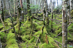 苔むす登山道沿いの森