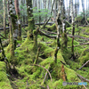 苔むす登山道沿いの森