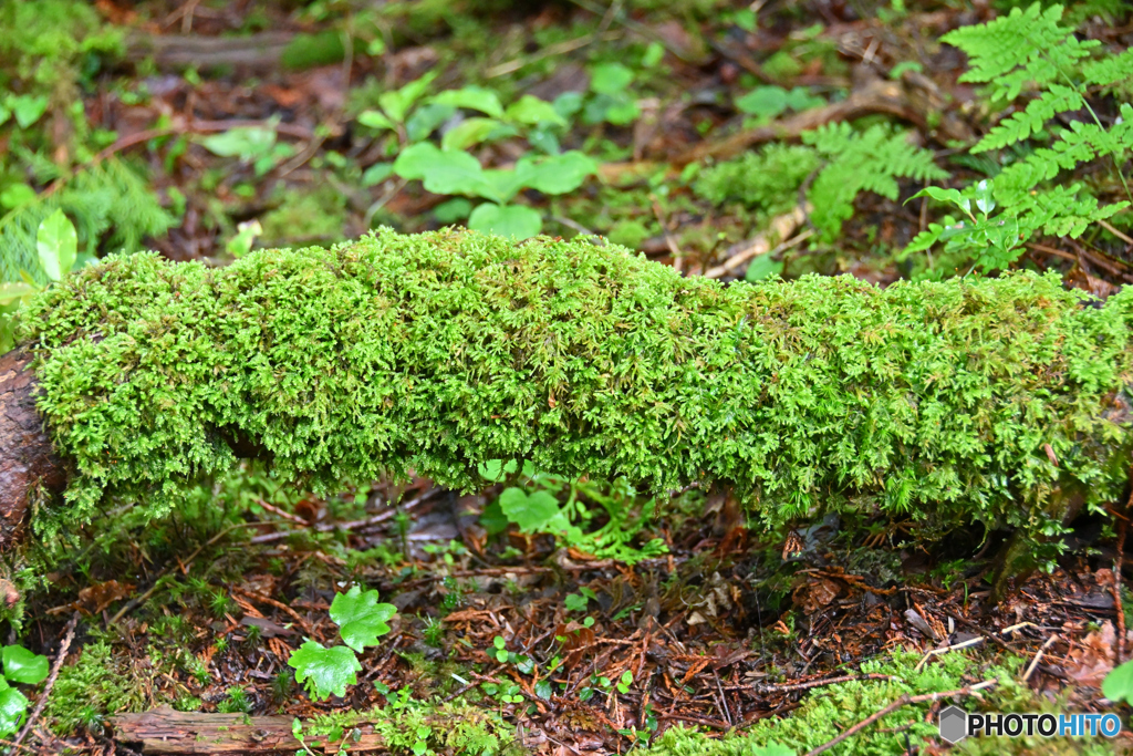 苔むす倒木